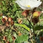 Cistus populifolius flower picture by Daza Maria (cc-by-sa)