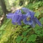 Aquilegia alpina flower picture by Maryline Mouraud (cc-by-sa)