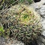 Gymnocalycium monvillei habit picture by Trap Hers (cc-by-sa)