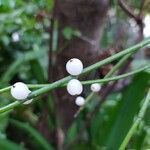 Rhipsalis baccifera fruit picture by Victoria Chaves Ramirez (cc-by-sa)