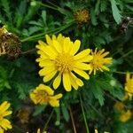 Euryops chrysanthemoides flower picture by Rebecca Stone (cc-by-sa)