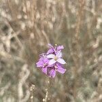 Erysimum scoparium flower picture by Jonathan Hobbs (cc-by-sa)