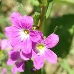 Lythrum junceum flower picture by Carlos Rubí (cc-by-sa)