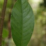 Chassalia corallioides leaf picture by E. Mouysset (cc-by-sa)