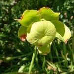 Sarracenia purpurea flower picture by teyssier joelle (cc-by-sa)