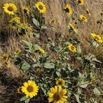 Helianthus petiolaris flower picture by Shayla Castle (cc-by-sa)