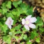 Oxalis montana flower picture by Vicki Brown (cc-by-sa)