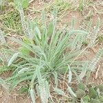 Plantago patagonica habit picture by Trap Hers (cc-by-sa)