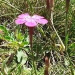 Dianthus deltoides habit picture by Alain Champrigaud (cc-by-sa)