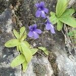 Pinguicula longifolia habit picture by Denis Bastianelli (cc-by-sa)