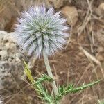 Echinops ritro flower picture by Paul FRANCK (cc-by-sa)