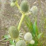 Eryngium agavifolium flower picture by Trap Hers (cc-by-sa)