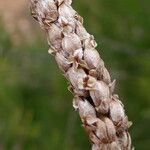 Plantago crassifolia fruit picture by Llandrich anna (cc-by-sa)