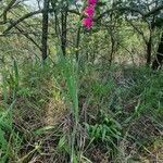 Gladiolus illyricus habit picture by Daniel Bourget (cc-by-sa)