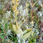 Liparis loeselii flower picture by Martin Bishop (cc-by-sa)