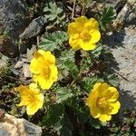 Geum reptans habit picture by Daniel Barthelemy (cc-by-nc)