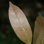 Licania latistipula leaf picture by Jean-François Molino (cc-by-sa)