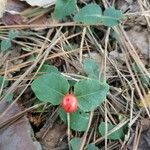 Mitchella repens fruit picture by Jessica Sims (cc-by-sa)