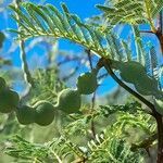 Vachellia aroma fruit picture by Trap Hers (cc-by-sa)