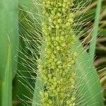 Setaria macrostachya fruit picture by Trap Hers (cc-by-sa)