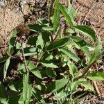 Campuloclinium macrocephalum habit picture by Muzzachiodi Norberto (cc-by-sa)