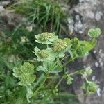 Bupleurum angulosum flower picture by Gerard Elliott (cc-by-sa)