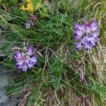 Astragalus alpinus habit picture by manuseitz (cc-by-sa)