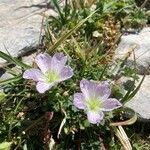 Geranium cinereum flower picture by Jean-Louis Chrestien du Souchay (cc-by-sa)