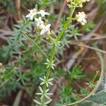 Galium papillosum flower picture by Noya Jordi (cc-by-sa)