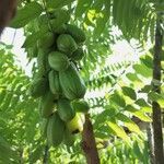 Averrhoa bilimbi fruit picture by Azmi Sharif (cc-by-sa)