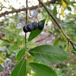 Prunus caroliniana fruit picture by Trevor Hardy (cc-by-sa)