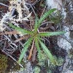 Ptilostemon casabonae habit picture by Yoan MARTIN (cc-by-sa)