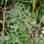 Eryngium alpinum leaf picture by Irène MARIETTE (cc-by-sa)