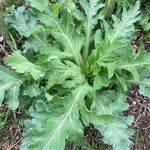 Papaver somniferum leaf picture by Estaun Esperanza (cc-by-sa)