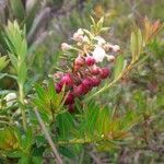 Gaultheria myrsinoides fruit picture by Trap Hers (cc-by-sa)