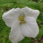 Rhodotypos scandens flower picture by Brandon Bautista (cc-by-sa)