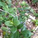 Veronica longifolia habit picture by Leandro Martins Santos (cc-by-sa)