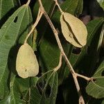 Goethalsia meiantha fruit picture by Nelson Zamora Villalobos (cc-by-nc)