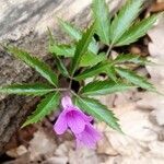 Cardamine glanduligera flower picture by Genghis Attenborough (cc-by-sa)