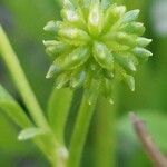 Ranunculus trilobus fruit picture by Sergio costantini (cc-by-sa)