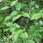 Philadelphus coronarius leaf picture by M. Rita (cc-by-sa)