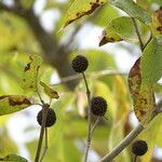 Mitragyna inermis fruit picture by Maarten Vanhove (cc-by-sa)