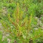 Rumex palustris flower picture by van Nes Egbert (cc-by-sa)