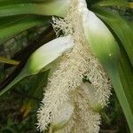 Pandanus sylvestris flower picture by Schnittler Martin (cc-by-sa)