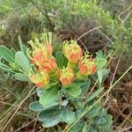 Xanthostemon aurantiacus flower picture by Guillaume BENOIT (cc-by-sa)