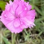 Dianthus gratianopolitanus flower picture by Jacques Zuber (cc-by-sa)