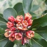 Pittosporum coccineum flower picture by Stéphanie Fayard (cc-by-sa)