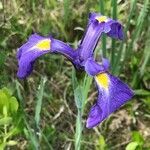 Iris tridentata flower picture by Tom Jones (cc-by-sa)