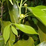 Ocotea floribunda fruit picture by Nelson Zamora Villalobos (cc-by-nc)