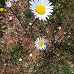 Leucanthemum delarbrei flower picture by jean-jacques kelner (cc-by-sa)